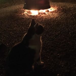 Meet your Posher, Gini